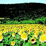 Azienda Agrituristica I Tre Casali