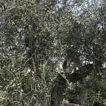 Azienda Agrituristica I Tre Casali 4* Magione