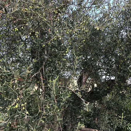 Azienda Agrituristica I Tre Casali מלון דירות 4*