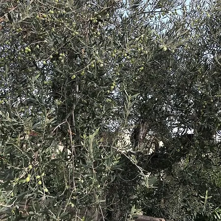 Azienda Agrituristica I Tre Casali 4* מאג'ונה