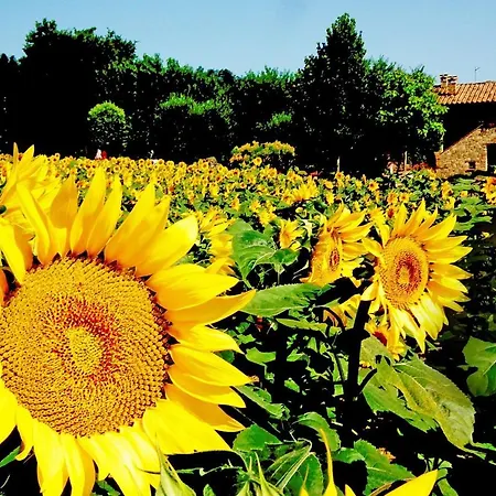 Azienda Agrituristica I Tre Casali 4* מאג'ונה